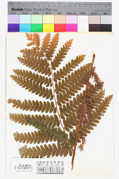alternate herbarium image