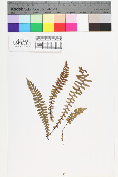 alternate herbarium image