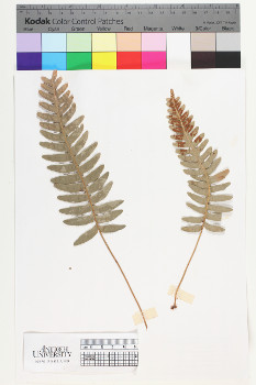 alternate herbarium image