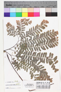 alternate herbarium image