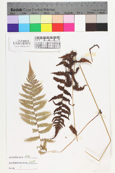 alternate herbarium image