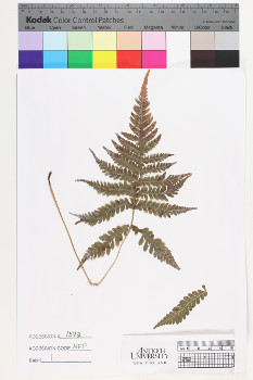 alternate herbarium image