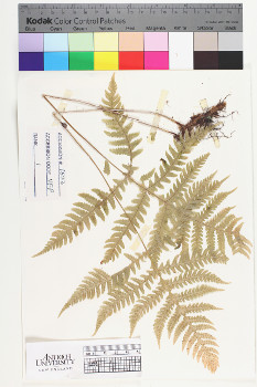 alternate herbarium image