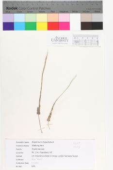 alternate herbarium image