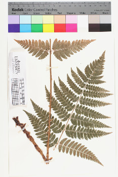 alternate herbarium image