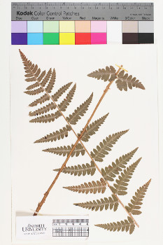 alternate herbarium image