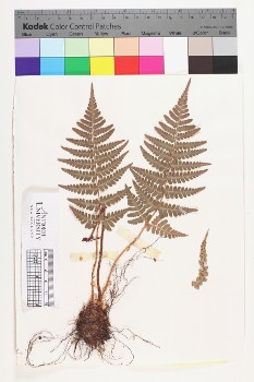 alternate herbarium image