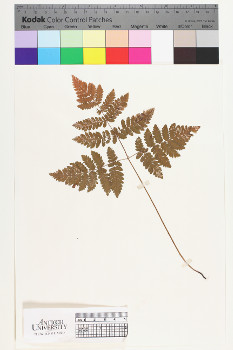 alternate herbarium image