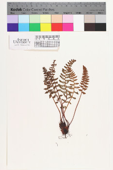 alternate herbarium image