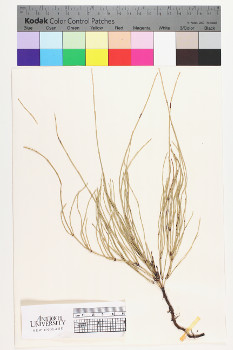 alternate herbarium image