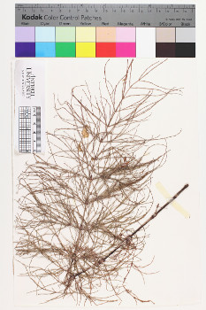 alternate herbarium image