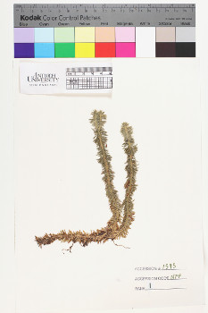 alternate herbarium image