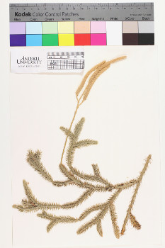 alternate herbarium image