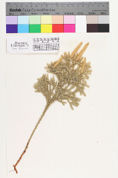 alternate herbarium image