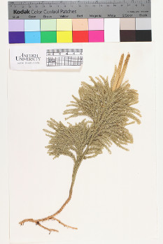 alternate herbarium image