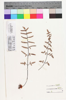 alternate herbarium image