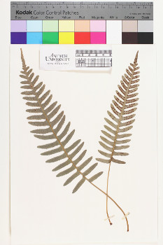 alternate herbarium image