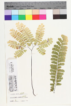 alternate herbarium image