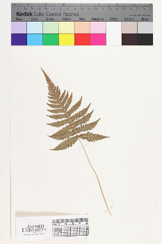 alternate herbarium image