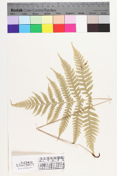 alternate herbarium image