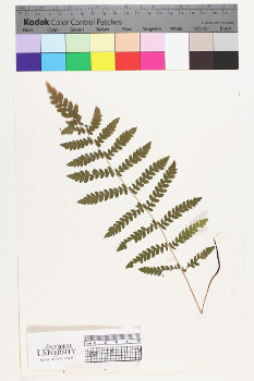 alternate herbarium image