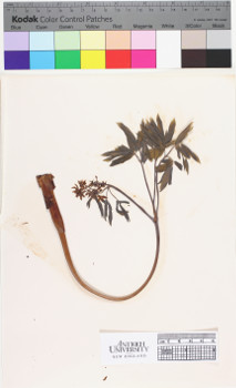 alternate herbarium image