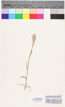 alternate herbarium image
