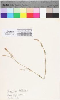 alternate herbarium image