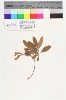 alternate herbarium image