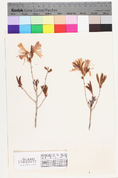 alternate herbarium image