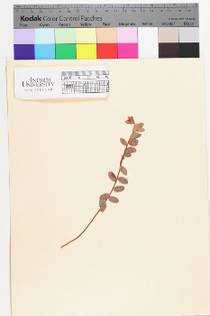 alternate herbarium image