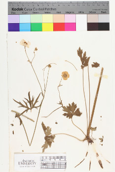 alternate herbarium image