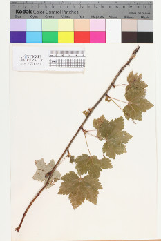 alternate herbarium image