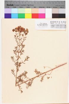 alternate herbarium image