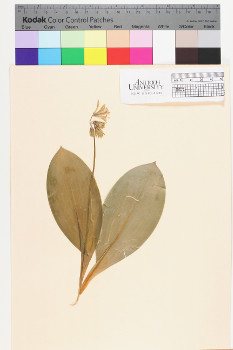 alternate herbarium image
