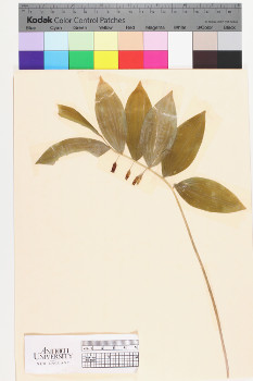 alternate herbarium image