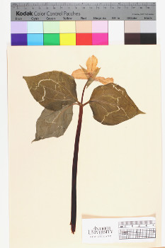 alternate herbarium image