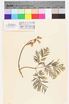 alternate herbarium image