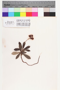 alternate herbarium image