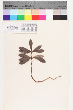 alternate herbarium image