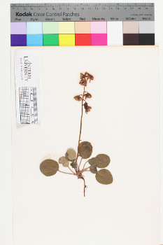 alternate herbarium image