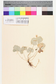 alternate herbarium image
