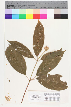 alternate herbarium image