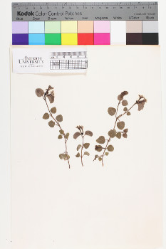 alternate herbarium image