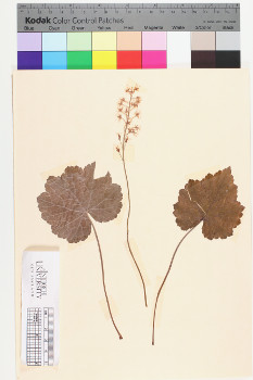 alternate herbarium image