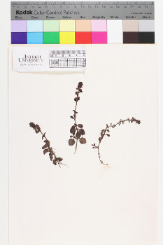 alternate herbarium image