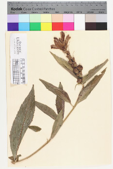 alternate herbarium image