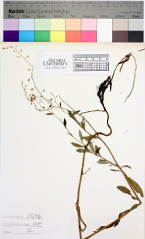 alternate herbarium image