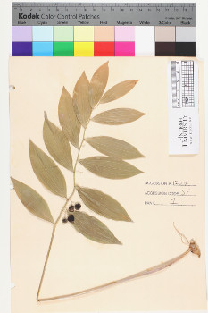 alternate herbarium image