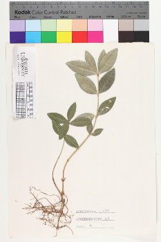 alternate herbarium image